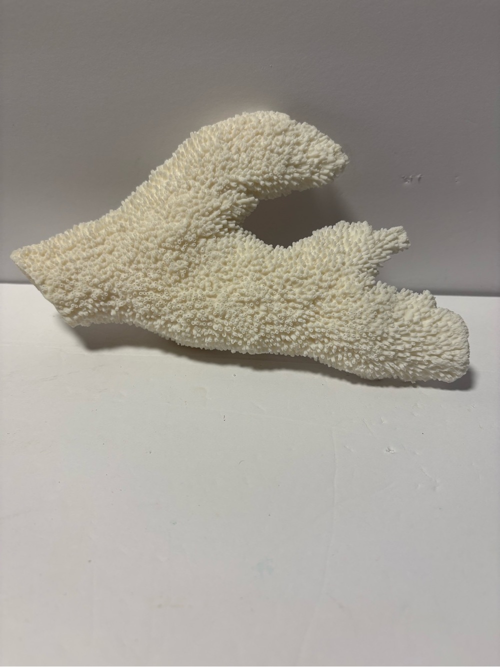Natural White Coral Decor Accent for Home